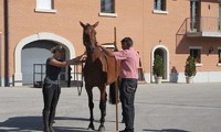 Schau_2012, Canella von Hof