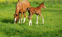 Daimyo du Perchet, Dollar du Mesnil x Eclipse du Perchet (GB Escondido), éleveur Pierre Saunier