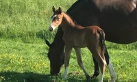 Artist de Chavannes, Andiamo Semilly x Obsession d'Auge (Papillon Rouge), éleveur Alain Menétrey